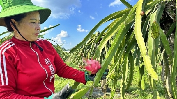 Son La fruit reaches out to the sea: Placing off-season dragon fruit pillars in sunny direction